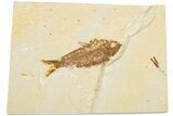 Detailed Fossil Fish (Knightia) - Wyoming #186481-1